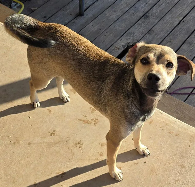 A young medium-sized male Labrador Retriever dog named Albert for adoption in San Antonio, TX