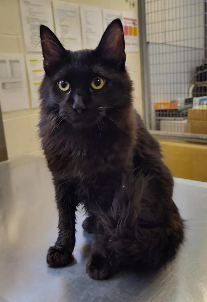 A baby small-sized male Domestic Medium Hair cat named Leo for adoption in Grand Forks, ND