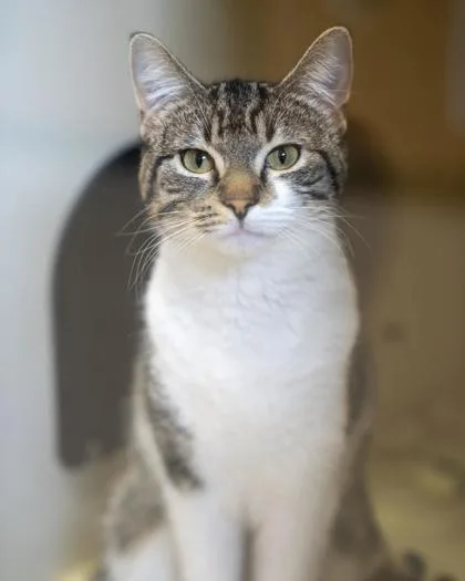 An adult medium-sized female Domestic Short Hair cat named Aj for adoption in Pequot Lakes, MN