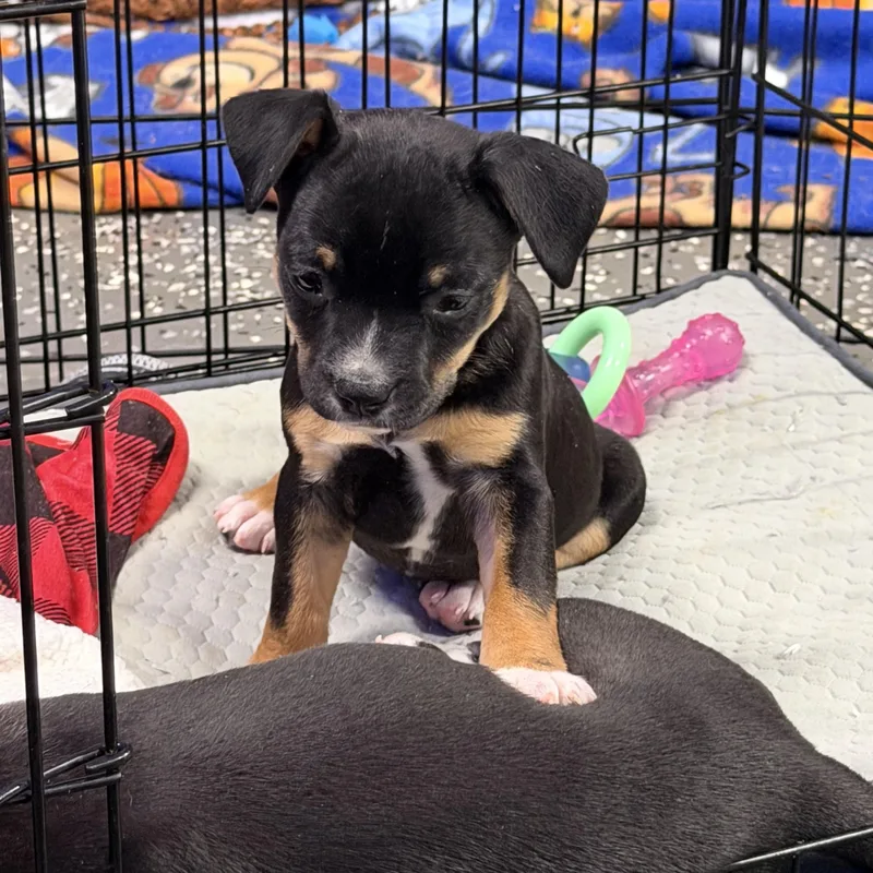 A baby medium-sized female Tricolor (Brown, Black, & White) American Staffordshire Terrier dog named Mia for adoption in Bettendorf, IA