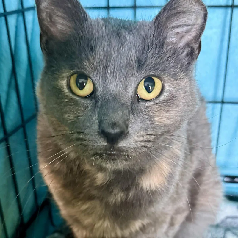 A young medium-sized female Tortoiseshell cat named Petunia for adoption in Flushing, NY