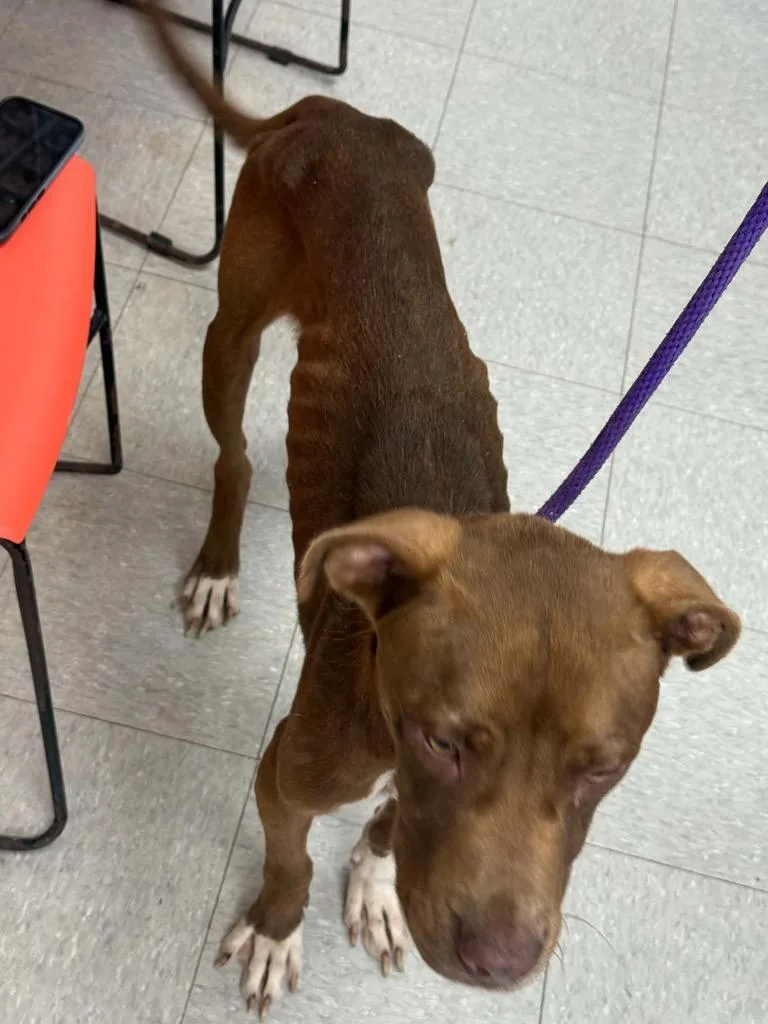 An adult medium-sized male Pit Bull Terrier dog named Big Mac for adoption in Sorrento, LA