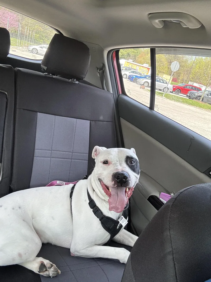 An adult medium-sized male Mixed Breed dog named True for adoption in Reisterstown, MD