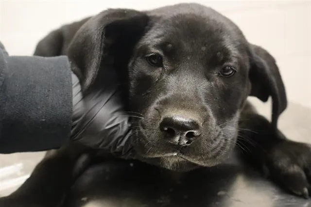 A baby small-sized female Mixed Breed dog named Frani for adoption in Columbia, SC