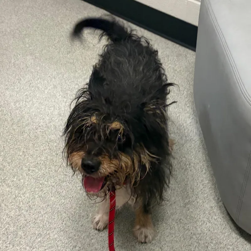 An adult small-sized male Black Terrier dog named Sox for adoption in Chicago, IL
