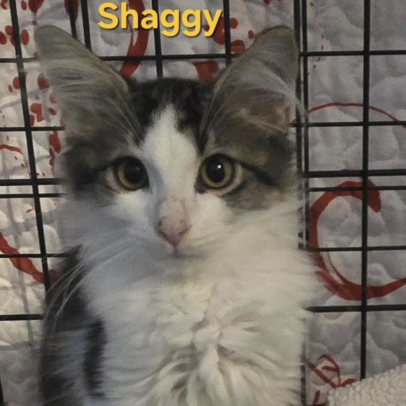 A baby small-sized male Domestic Long Hair cat named Shaggy for adoption in Bentonville, AR