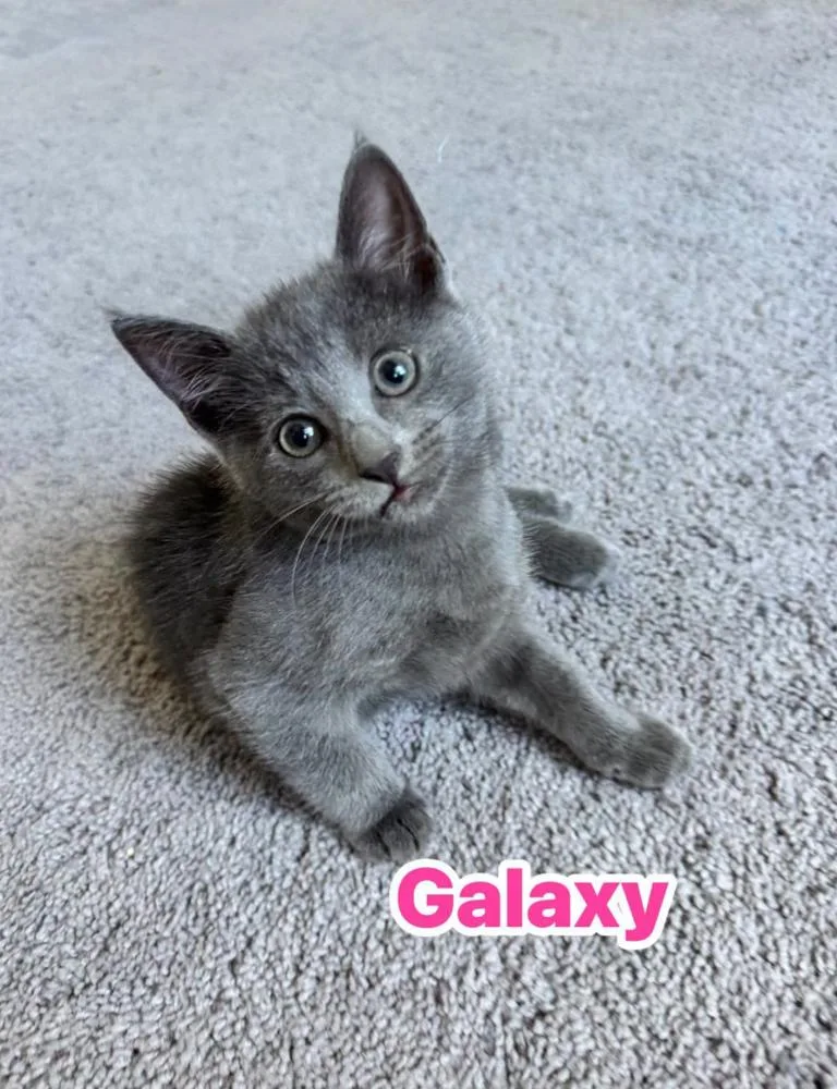 A baby small-sized female Domestic Short Hair cat named Galaxy for adoption in Carrollton, VA