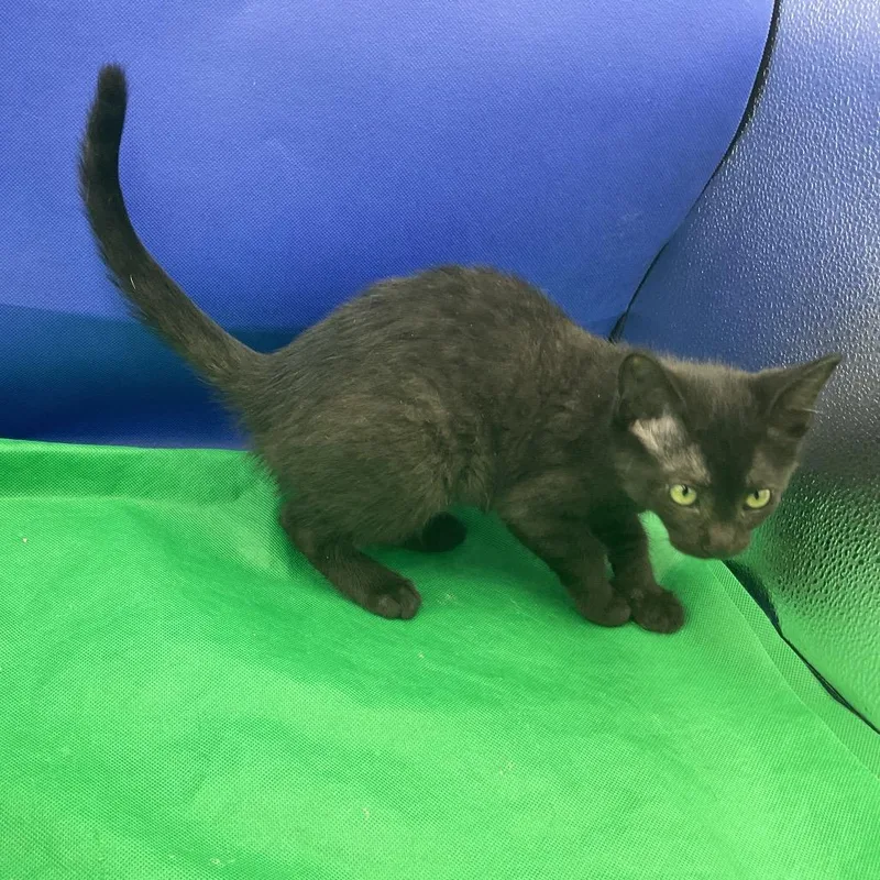 A baby small-sized female Black Domestic Medium Hair cat named Ruby Rhodes for adoption in Gonzales, LA