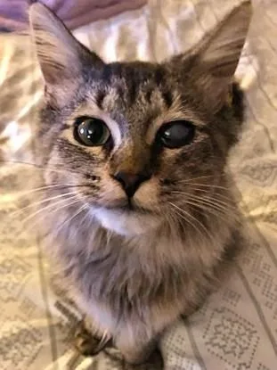 A baby medium-sized male Tabby (Brown / Chocolate) Domestic Medium Hair cat named Cy for adoption in Johnsburg, IL