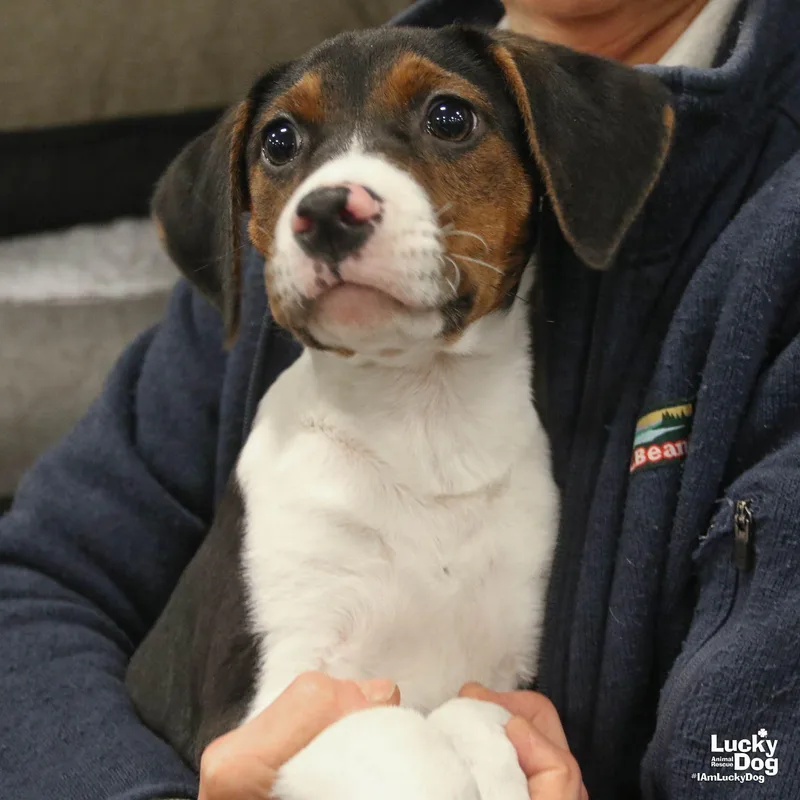 A baby medium-sized female Beagle dog named Baby Spice for adoption in Washington, DC