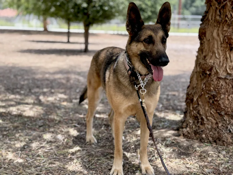 An adult large-sized female Black German Shepherd Dog dog named Cleo for adoption in San Diego, CA