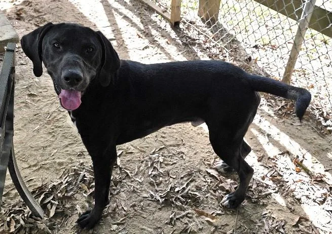 Borealis thumbnail 2