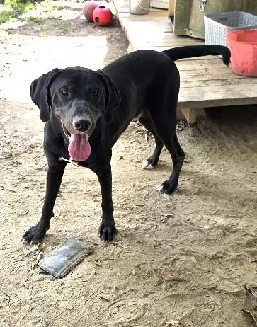 Borealis thumbnail 4