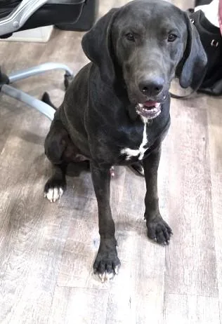 Borealis thumbnail 5