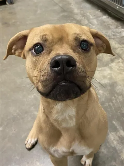 An adult small-sized male Boxer dog named Peanut for adoption in Los Angeles, CA
