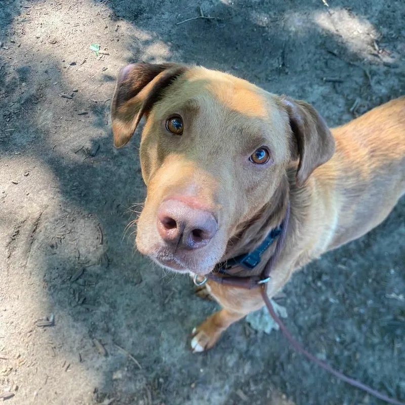 An adult large-sized male Brown / Chocolate Chocolate Labrador Retriever dog named Legend for adoption in Chicago, IL