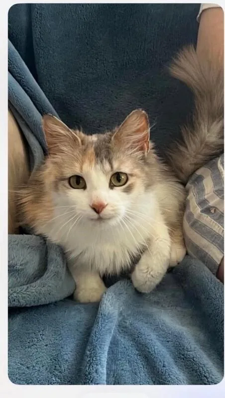 Peaches