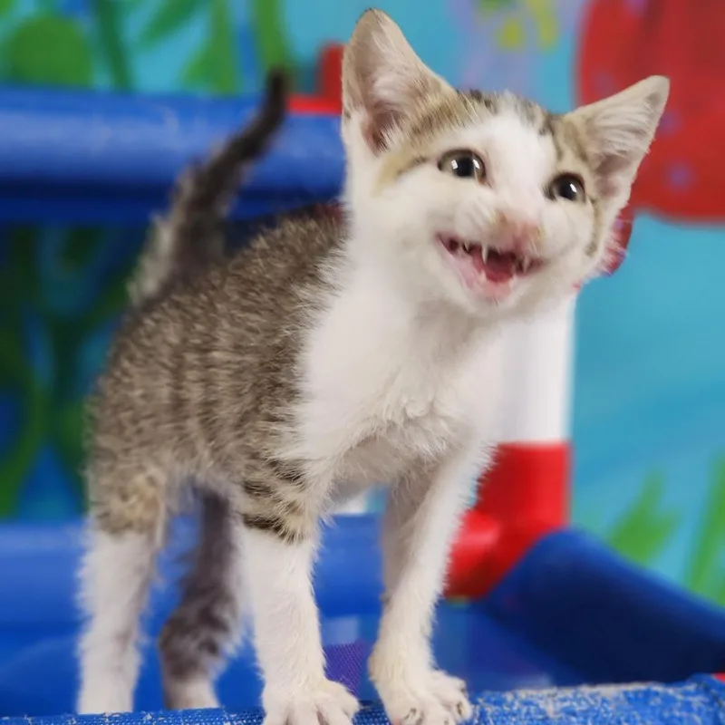 A baby small-sized male White Domestic Short Hair cat named Squishy Britches for adoption in Dixon, IL