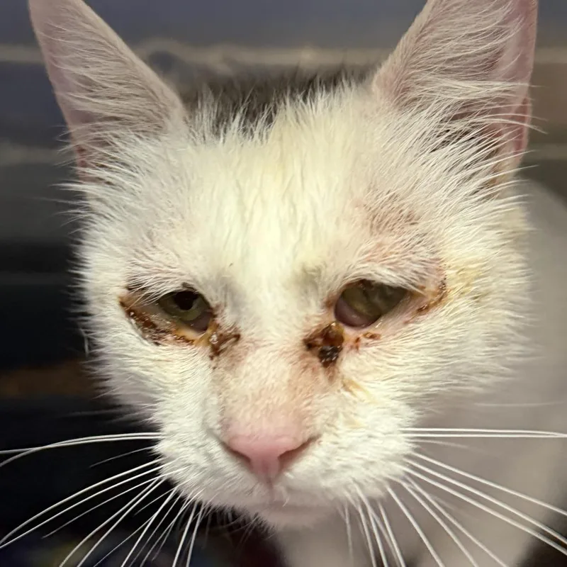An adult large-sized female White Domestic Short Hair cat named Amaretto for adoption in Marion, VA