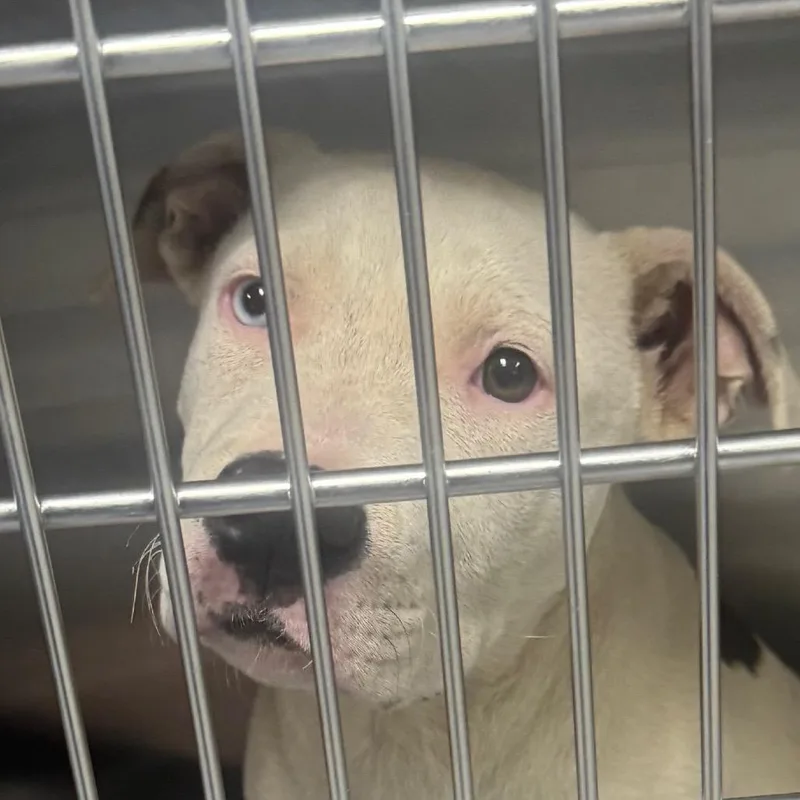 A baby small-sized male White / Cream American Staffordshire Terrier dog named Spirit for adoption in Greenville, SC