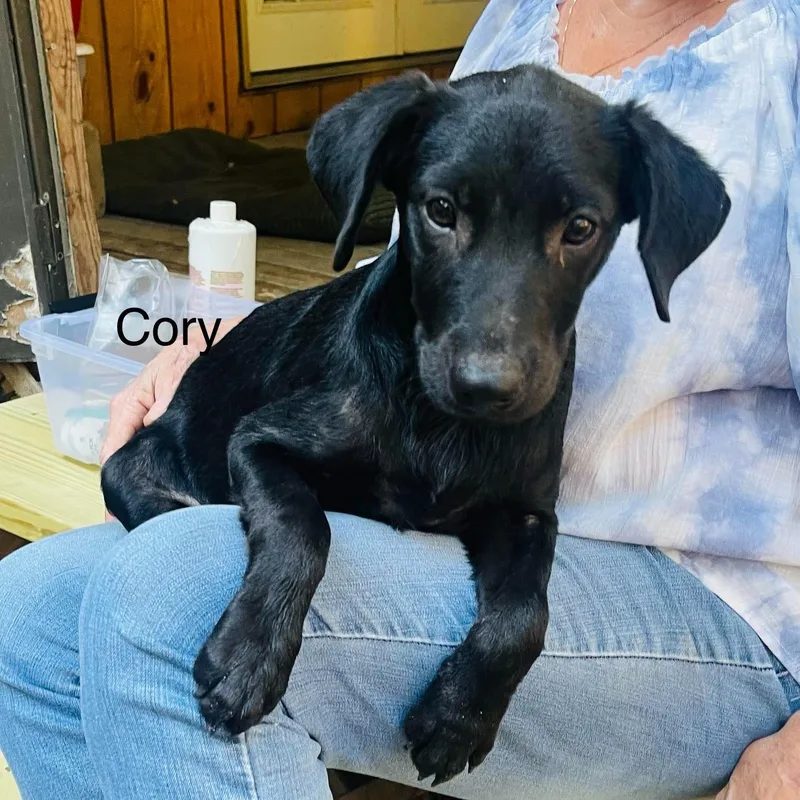 A baby medium-sized male Labrador Retriever dog named Cory for adoption in Blairstown, NJ