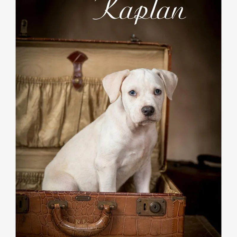 A baby medium-sized male White / Cream American Staffordshire Terrier dog named Kaplan for adoption in Kannapolis, NC