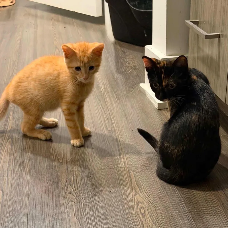 A baby small-sized male Orange / Red Domestic Short Hair cat named Billy & Tootsie for adoption in Waltham, MA