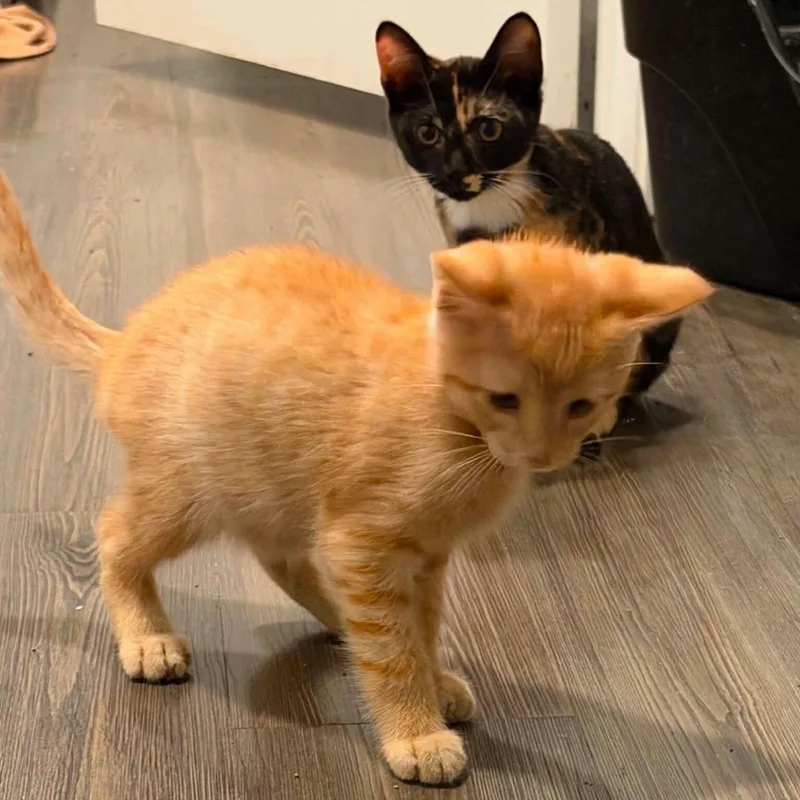 Billy & Tootsie thumbnail 2