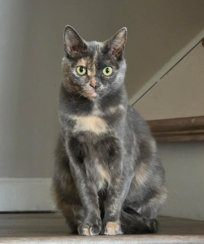 An adult medium-sized female Gray / Blue / Silver Domestic Short Hair cat named Athena for adoption in Greenwood, IN