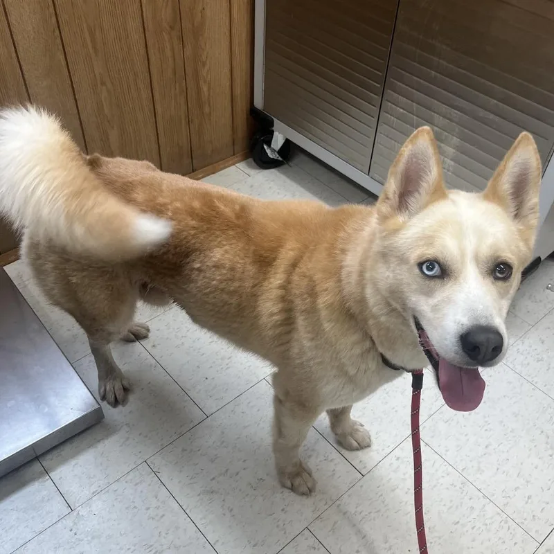 An adult medium-sized male Red / Chestnut / Orange Mixed Breed dog named Alvin for adoption in Columbiana, AL