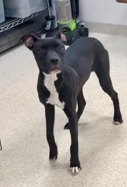 Licorice thumbnail 2