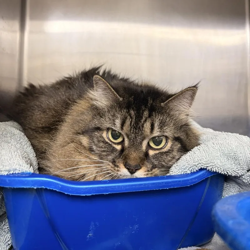 An adult medium-sized female Gray / Blue / Silver Domestic Medium Hair cat named Rowan for adoption in Franklin, NC