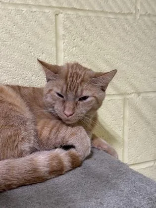 An adult medium-sized male Domestic Short Hair cat named Winston for adoption in Parma, OH