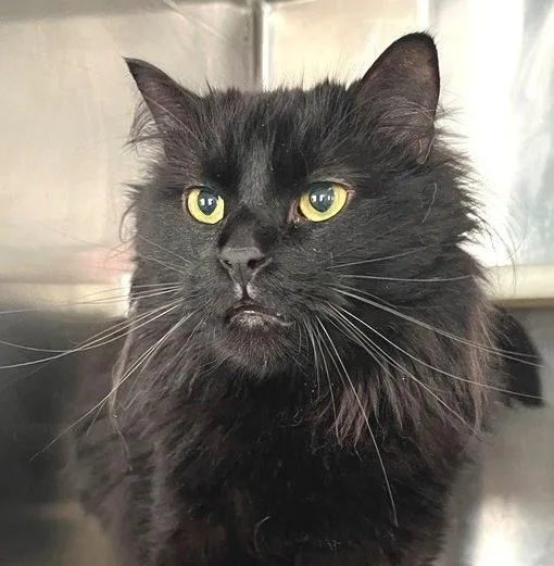 An adult medium-sized male Black Domestic Long Hair cat named Gio for adoption in Carrollton, GA