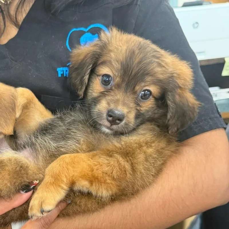 A baby small-sized female White / Cream Mixed Breed dog named Columbia for adoption in Rockville, MD