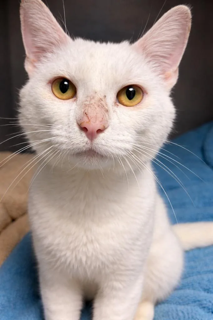 An adult medium-sized male Domestic Short Hair cat named Snowy for adoption in Huntington, IN