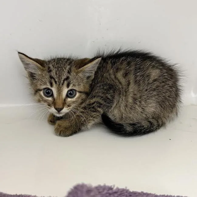 A baby small-sized female Brown / Chocolate Domestic Medium Hair cat named Autumn for adoption in Grantsville, UT