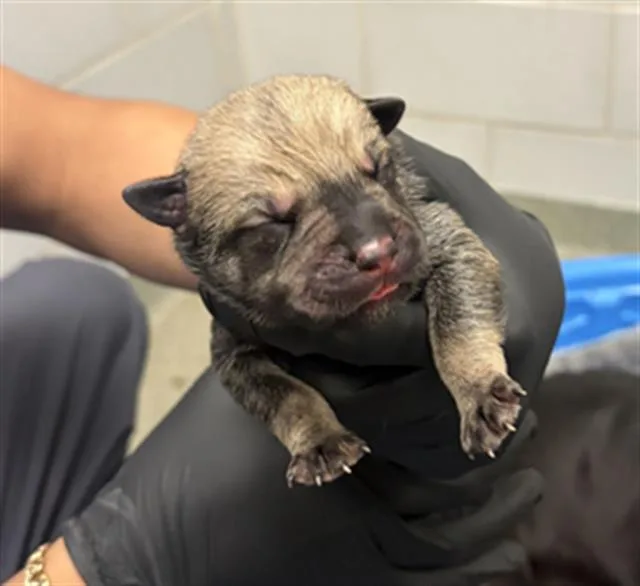 A baby large-sized male Mixed Breed dog named Obsidian for adoption in Dallas, TX