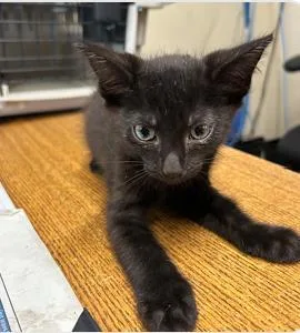 A baby small-sized female Domestic Short Hair cat named Kaoru for adoption in West Chester, PA