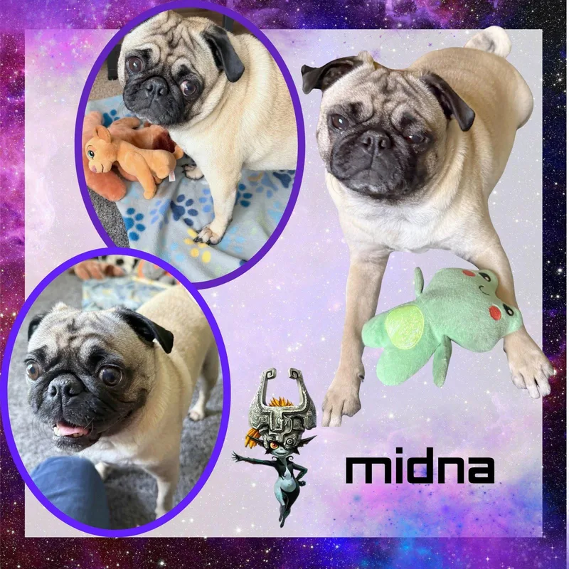 An adult small-sized female Pug dog named Midna for adoption in LINDSAY, CA