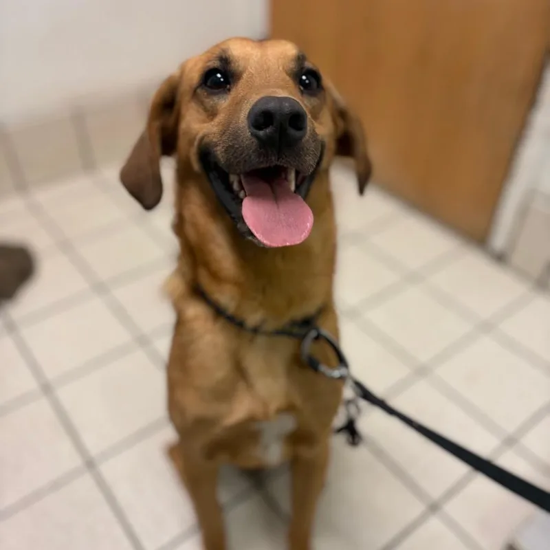 An adult medium-sized male Red / Chestnut / Orange Mixed Breed dog named Redwood for adoption in Charleston, WV