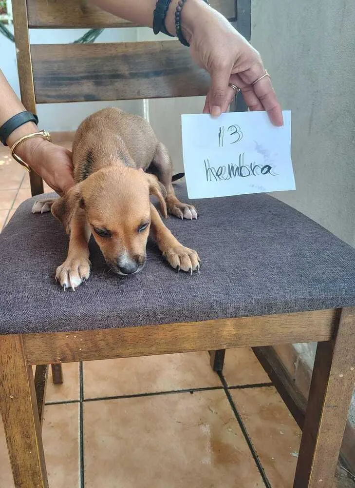 A baby small-sized female Brown / Chocolate Labrador Retriever dog named Ruth for adoption in Naranjito, PR