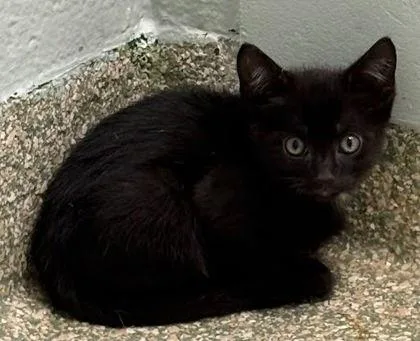 A baby medium-sized male Domestic Short Hair cat named Noch for adoption in Washington, DC