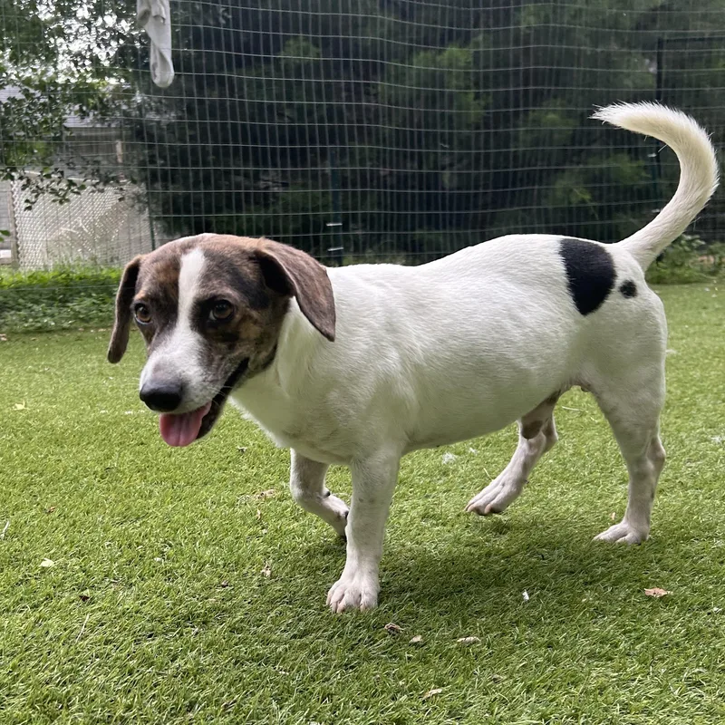 An adult small-sized male Beagle dog named Snoopy for adoption in Magnolia, TX