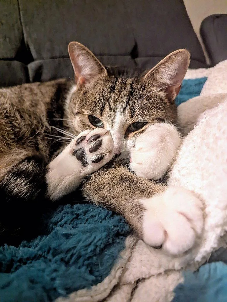 An adult medium-sized male Domestic Short Hair cat named Casper for adoption in Battle Ground, WA