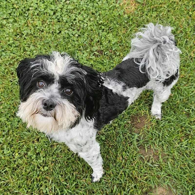 Bailey thumbnail 2