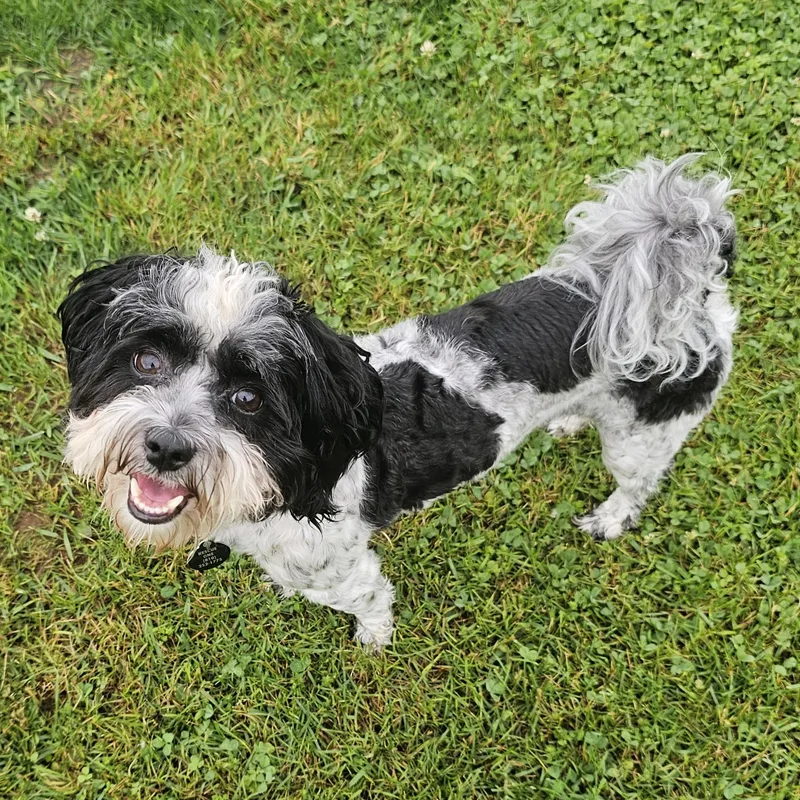 Bailey thumbnail 3
