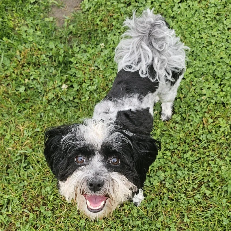 Bailey thumbnail 4