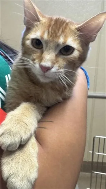 A young small-sized male Domestic Short Hair cat named Chachi for adoption in San Jose, CA