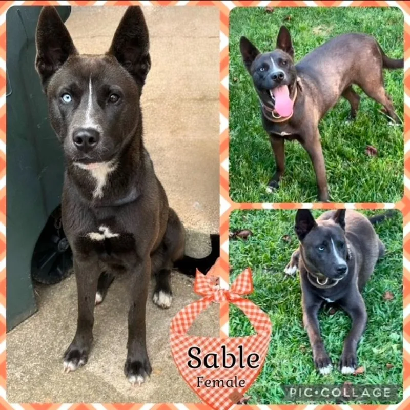 Sable